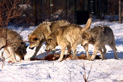 a photo of wolves in the snow eating